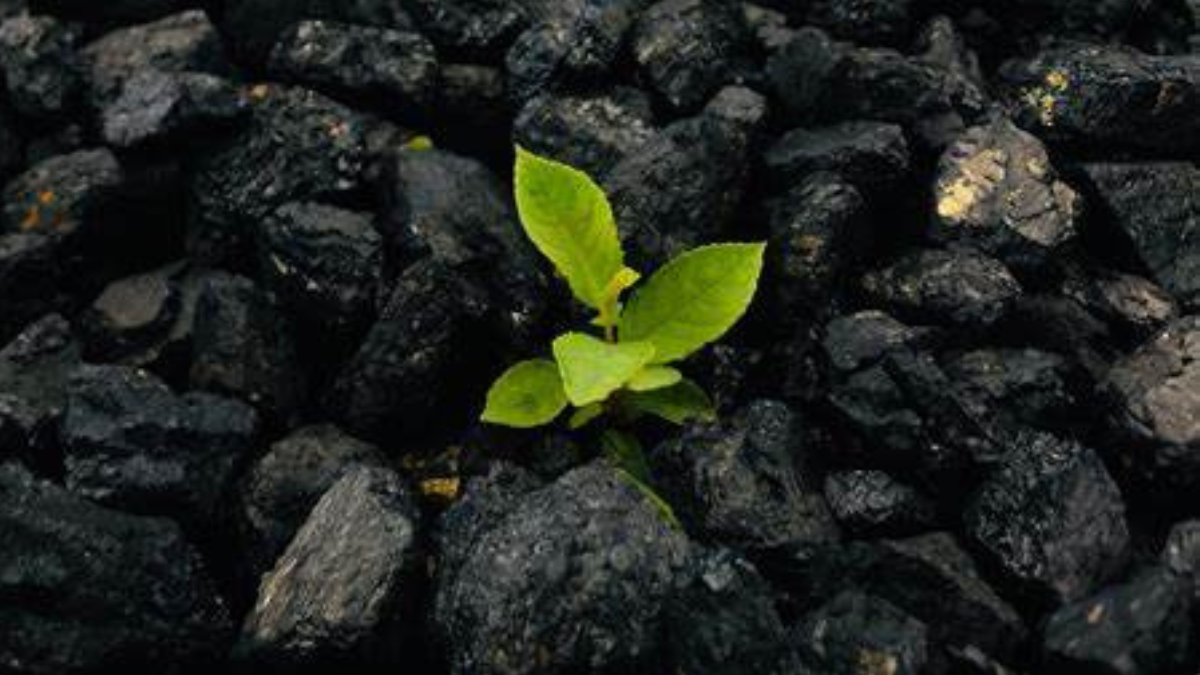biochar El uso del biochar se está expandiendo a nivel mundial debido a sus beneficios para el medio ambiente y la agricultura.