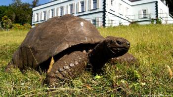 tortuga más longeva