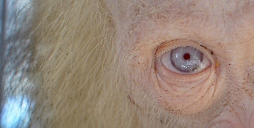 Descubierto en Indonesia un orangután albino muy extraño en su especie