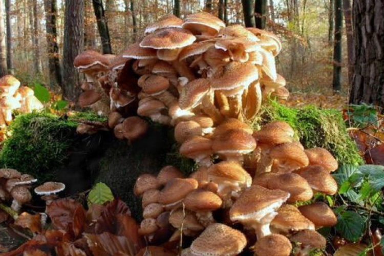 hongo Su peso estimado alcanza las 500 toneladas, lo que lo convierte oficialmente en el ser vivo más grande del planeta Tierra.