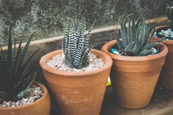 Obtener energía eléctrica de las plantas ya es una realidad 