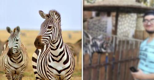 En un zoológico en Egipto descubrieron que las cebras en verdad eran falsas